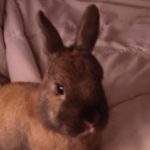 Profile picture of Mereilla