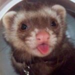 Illustration du profil de Campagnarde